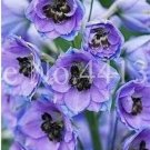 Dendrobium Orchid Flower Seeds, Light Bluish Purple FlowersItem NO.: CO-1458