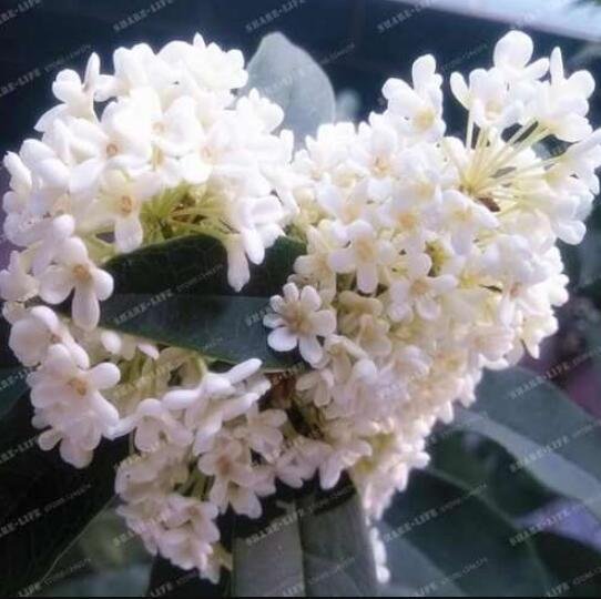 Sweet Olive Tree Seeds, White ColorsItem NO.: CO-1439