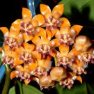 Hoya Praetorii, GoldenItem NO.: CO-1073