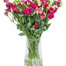 Eustoma, Rose RedItem NO.: CO-1072