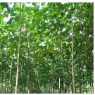500pcs Paulownia elongata New Forest Tree, Fast Growing Tree - - DIY Home GardenItem NO.: NS10010C