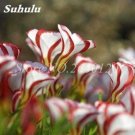 100PCS Rainbow Oxalis Wood Sorrel Flower Seeds Hydrid F1Item NO.: NS10014C