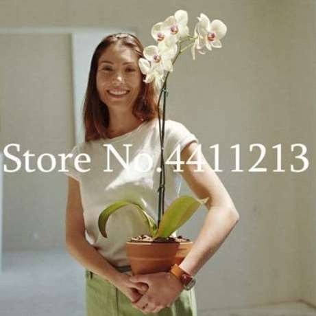 100PCS Orchid Seeds White Double Flowers with Deep Red Tongue Home Indoor Bonsai PlantItem NO.: NS10