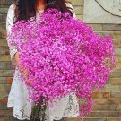 400PCS Pink Gypsophila Paniculata Seeds Baby's Breath Graceful FlowersItem NO.: NS10020C