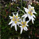 20PCS 100% Genuine Edelweiss Seeds The Plant of High Mountain of New ZealandItem NO.: NS10024C
