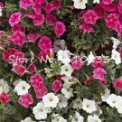 20PCS MIXED Impatiens Balsamina Seeds Red White Pink FlowersItem NO.: NS10047C