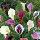 100PCS Colorful Zantedeschia Aethiopica SeedsItem NO.: NS10048C