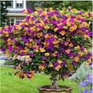 100PCS Orange Purple Bougainvillea SeedsItem NO.: NS10056C