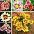 100PCS Mixed 6 Colors of Gorgeous Gazania Rigens SeedsItem NO.: NS10059C