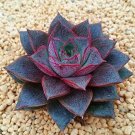 100PCS Echeveria Purpusorum SeedsItem NO.: NS10062C