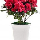100PCS Japanese Azalea Seeds Dark Red Rhododendron Azalea FlowersItem NO.: SH10068C