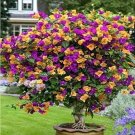 50PCS Bougainvillea Seeds Colorful Bougainvillea Spectabilis Willd PlantItem NO.: SH10069C