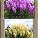 100PCS Mixed Yellow Purple Pampas Grass Seeds Ornamental Garden PlantingItem NO.: SH10070C 100PCS Mixed Yellow Purple Pampas Grass Seeds Ornamental Garden PlantingItem NO.: SH10070C