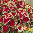 50PCS Janpanese Coleus Blumei Seeds Fire Red Herb Leaves with Light Green - White EdgeItem NO.: SH10