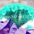 100PCS Dwarf Plumed Cockscomb Seeds Balcony Garden Annial FlowersItem NO.: SH10081C