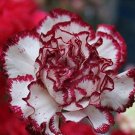 100PCS Colorful Carnations Seeds Dianthus Caryophyllus Cut FlowersItem NO.: SH10082C
