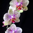Tiger Phalaenopsis OrchidItem NO.: CO-1027