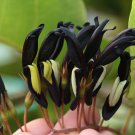 5PCS KENNEDIA nigricans Seeds Black Coral Pea Ornamental FlowersItem NO.: SH10088C