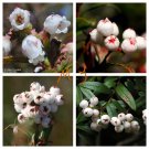 5PCS Gaultheria hispida Seeds SnowberryItem NO.: SH10092C