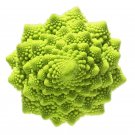 100PCS Roman Broccoli Seeds VegetablesItem NO.: SH10099C