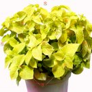 100PCS Coleus Blumei Seeds Yellow ColorItem NO.: SH10121C