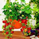 300PCS Climbing Red Strawberry Seeds Big & DeliciousItem NO.: SH10286C