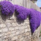 200PCS Creeping Thyme Seeds Rock CRESS Plant - Purple FlowersItem NO.: SH10291C