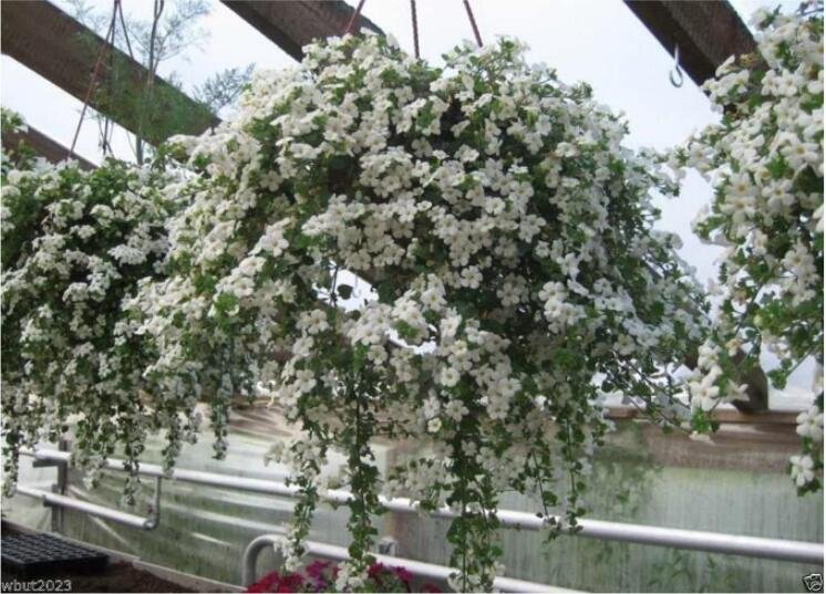 100PCS White Bacopa Seeds Perfect Flowers for Hanging Baskets and WindowboxesItem NO.: SH10293C