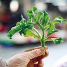 100PCS Mesembryanthemum Crystallinum SeedsItem NO.: SH10298C
