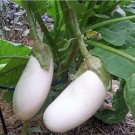 50PCS White Eggplant Seeds Aubergine Solanum Melongena VegetablesItem NO.: SH10301C