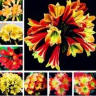 100PCS Clivia Flower Seeds Mixed 8 ColorsItem NO.: SH10302C