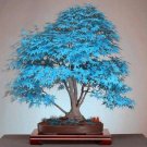 50PCS Blue Maple Tree Seeds Bonsai SeriesItem NO.: SH10307C 50PCS Blue Maple Tree Seeds Bonsai SeriesItem NO.: SH10307C