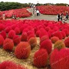 500PCS Kochia scoparia Seeds Burning Bush - Fire Red ColorItem NO.: SH10309C