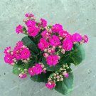 100PCS Kalanchoe Longevity Flower Seeds - Rose Red FlowersItem NO.: SH10323C 100PCS Kalanchoe Longevity Flower Seeds - Rose Red FlowersItem NO.: SH10323C