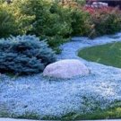 200PCS Creeping Thyme Seeds Rock CRESS Plant - Sky Blue ColorItem NO.: SH10330C