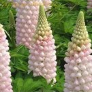 100PCS Lupine Flowers Seeds - Light Water Pink FlowersItem NO.: SH10356C