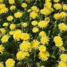 100PCS Dandelion Tortoise Seeds WildflowerItem NO.: SH10370C