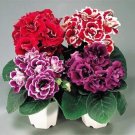 100PCS Gloxinia Plant Seeds - Mixed Red White-Purple Red-White Dark-Purple ColorsItem NO.: SH10376C