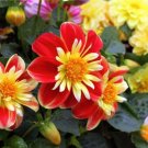 50PCS Dahlia Collarette Dandy Mix Seeds - Bright Red Flowers with Yellow CentreItem NO.: SH10378C