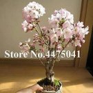 10PCS Mini Bonsai Sakura Flower Seeds - Whitish Light Pink FlowersItem NO.: SH10379C