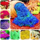 200PCS Creeping Thyme Seeds Rock CRESS Plant - Mixed Red / Rose Red / Purple / Green / Yellow / Blue