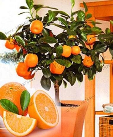 30PCS Dwarf Standing Orange Tree SeedsItem NO.: SH10383C