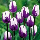 100PCS Tulip Seeds - Purple White Flowers (NOT Bulbs)Item NO.: SH10384C