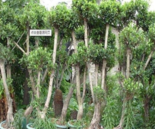 10PCS Cinnamon Seeds Evergreen TreeItem NO.: SH10386C