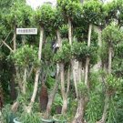 10PCS Cinnamon Seeds Evergreen TreeItem NO.: SH10386C