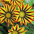 100PCS Gerbera Daisy Seeds Hybrids - Yellow Black Red Stripes FlowersItem NO.: SH10388C