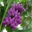 100PCS Dwarf Banana Seeds - Purple SkinItem NO.: SH10390C