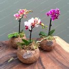 100PCS Mini Orchid Seeds - Mixed 3 Colors FlowersItem NO.: SH10391C