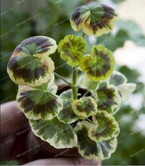 100PCS Rare Geranium Seeds - Colroful LeavesItem NO.: SH10394C