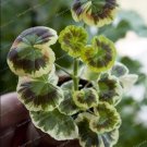 100PCS Rare Geranium Seeds - Colroful LeavesItem NO.: SH10394C